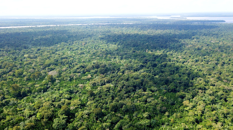 A photo of the rainforest near Belém.