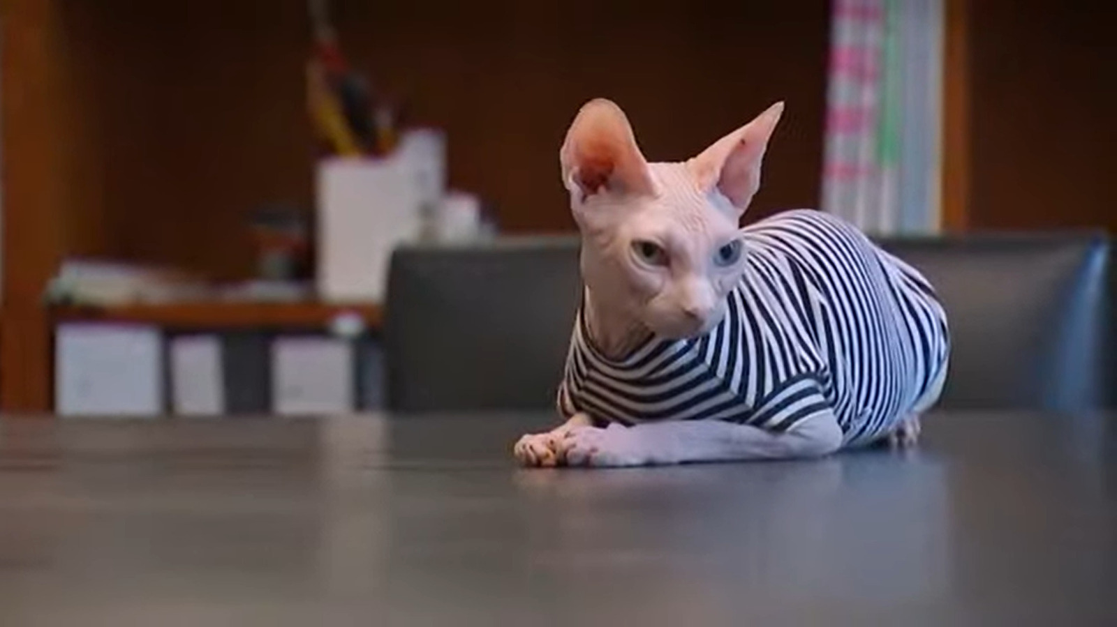 Well-Dressed Hairless Cat Rescued After His (Owner's) Maserati Was Carjacked