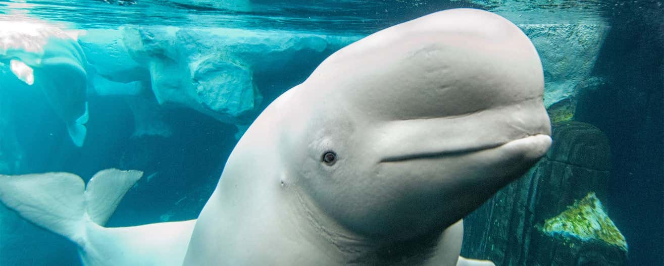 A beluga whale looks at you sadly from inside an aquarium tank.