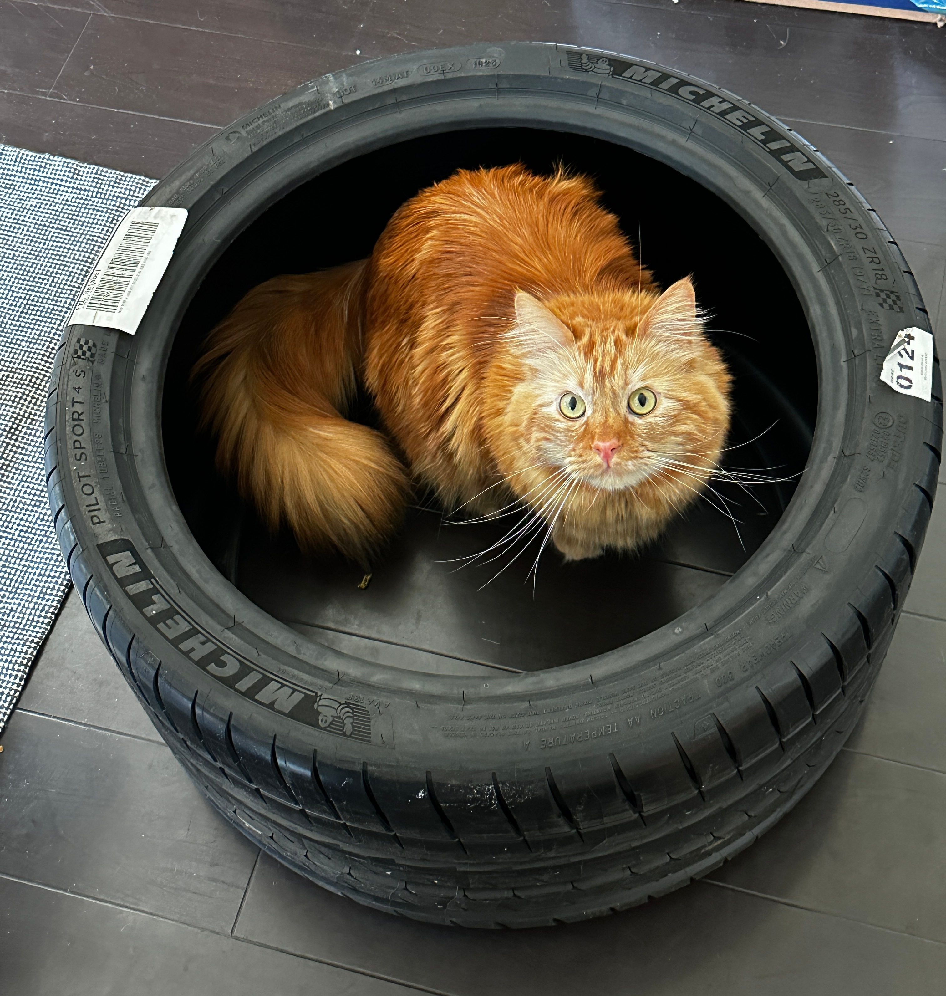 A huge orange cat is sitting in the rear Michelin tire for a 2003 Porsche 911 Carrera. He seems to be into it.