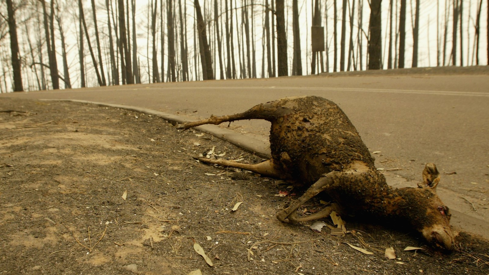 A photo of a dead kangaroo by the side of the road. 