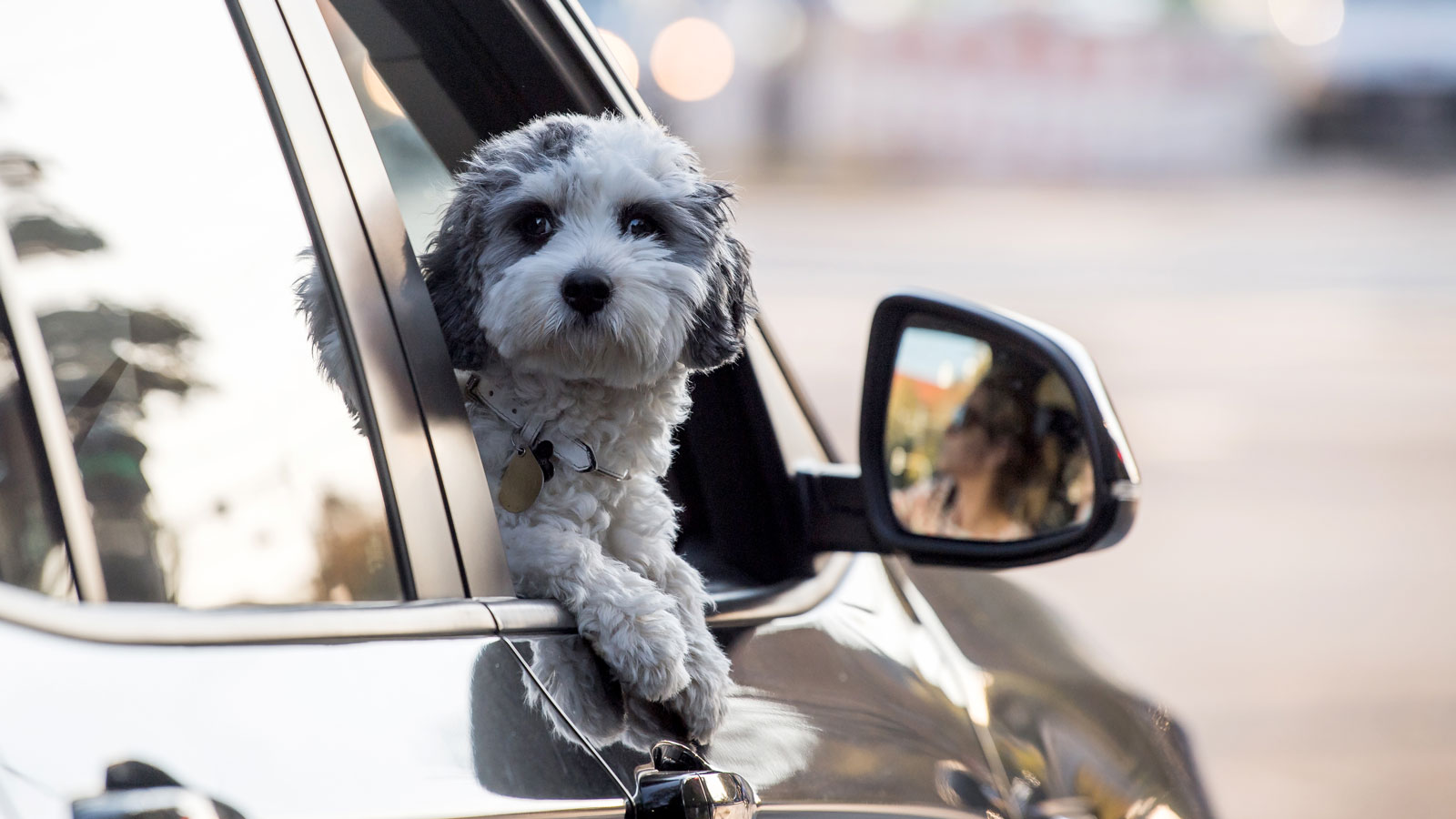 A photo of a small dog leaning out a car window. 