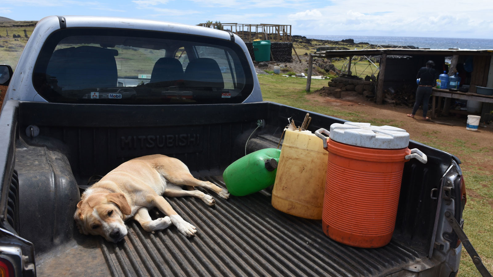 A photo of a dog laying in the back of a pickup truck. 