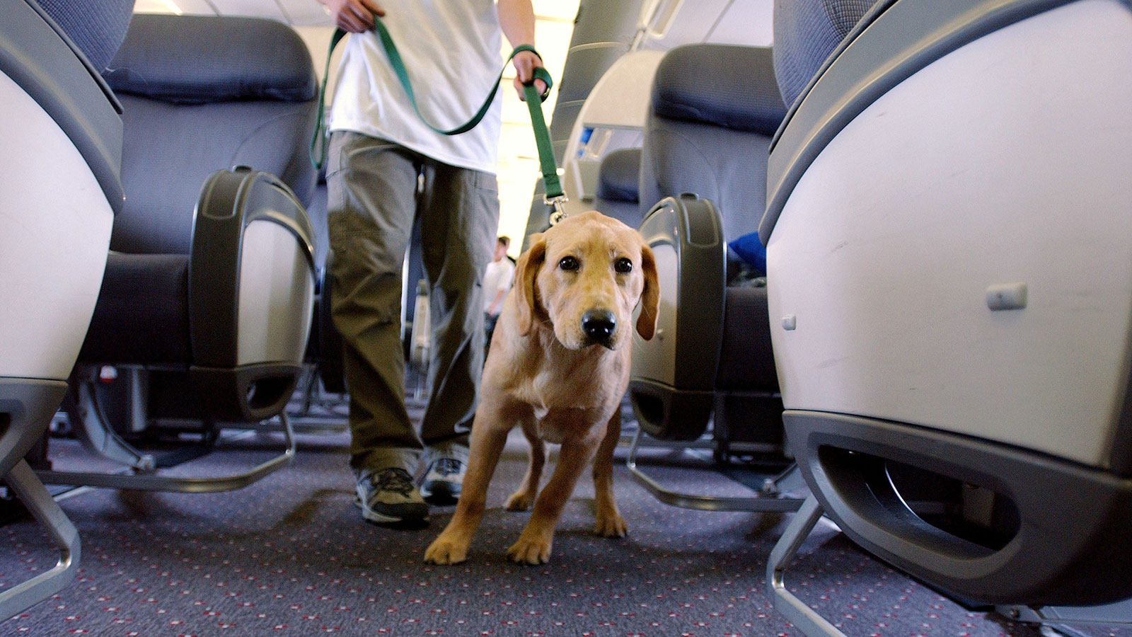 A photo of a guide dog in training on a plane. 