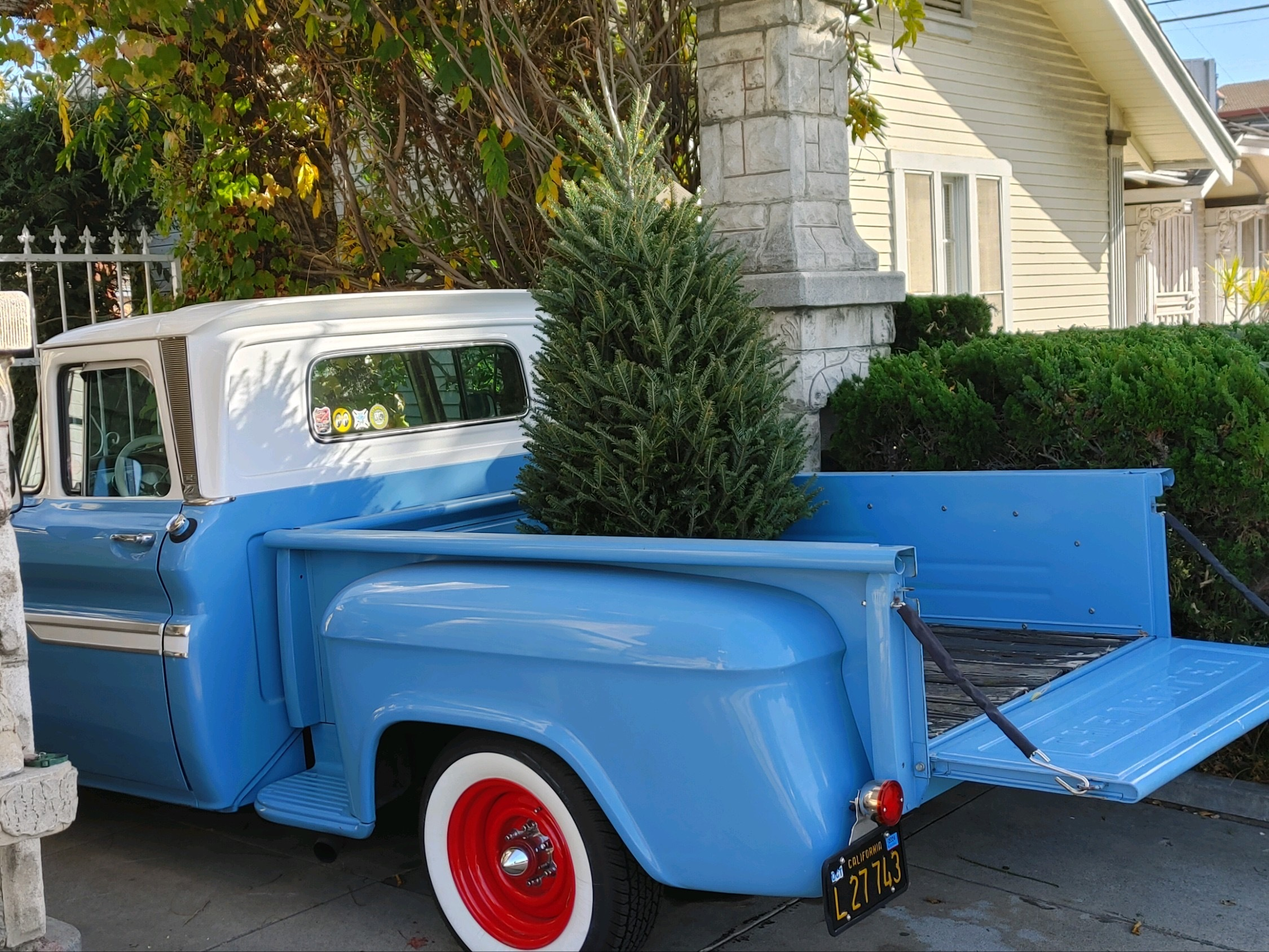 A side profile of my dad's light blue '62 Chevy pickup with a Christmas tree in the bed.