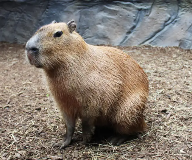 A majestic capybara looks attentive while sitting on dirt and bark.