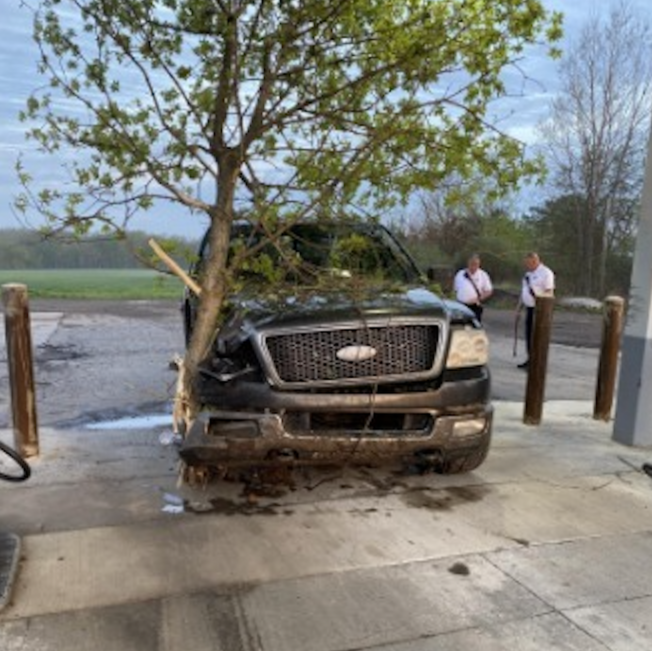 Ford F-150 with a tree in it