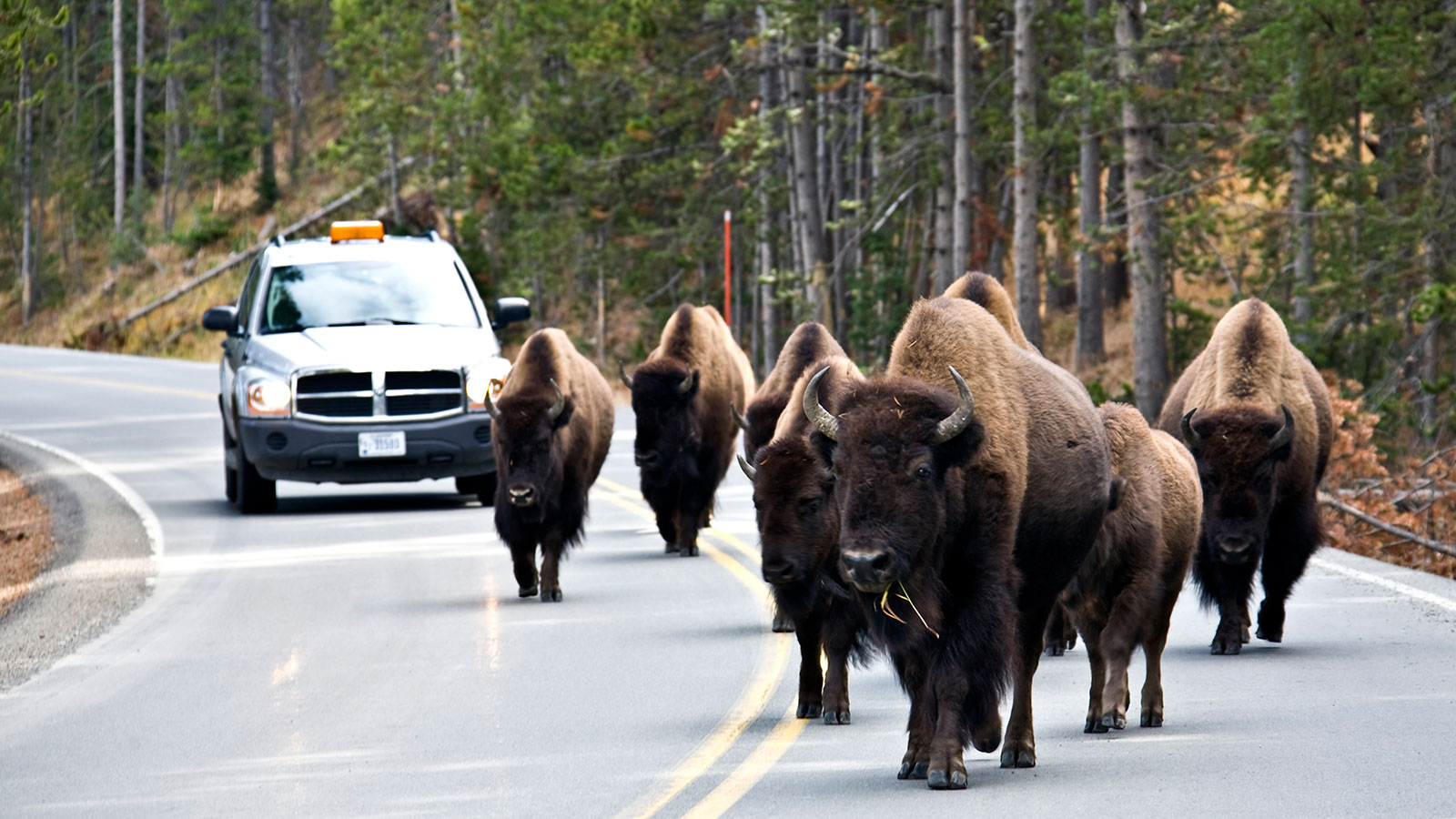 A photo of Bison walking on a road in Yellowstone National park. 