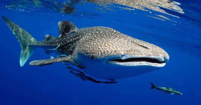 A whale shark swims peacefully towards you.