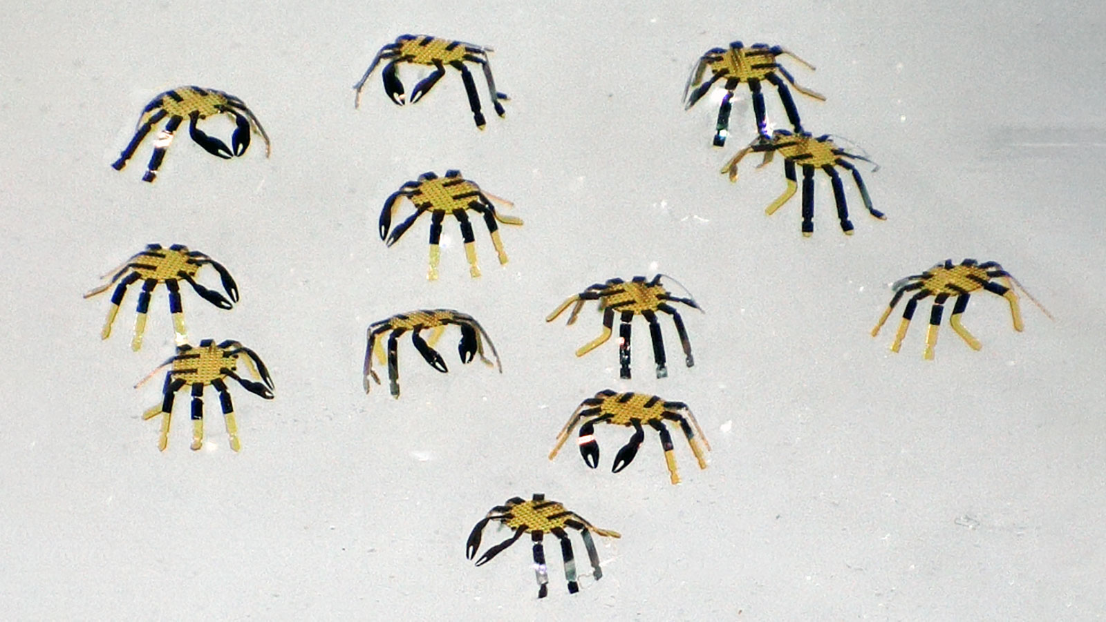 A photo showing a group of 12 tiny crab-like robots against a white background. 