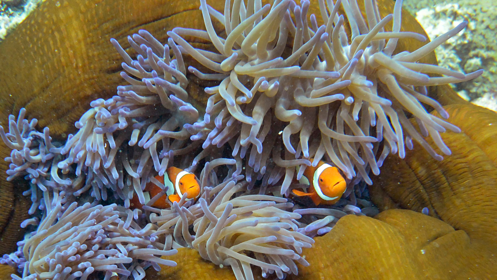 A photo of two clown fish at the Great Barrier Reef in Australia 